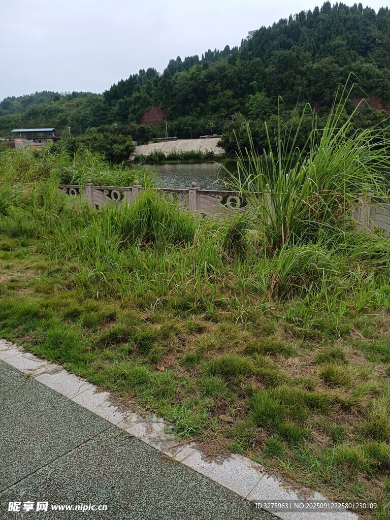 路邊綠意盎然的自然景致