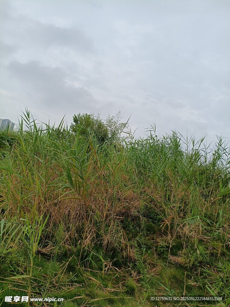 野外茂盛草地景象