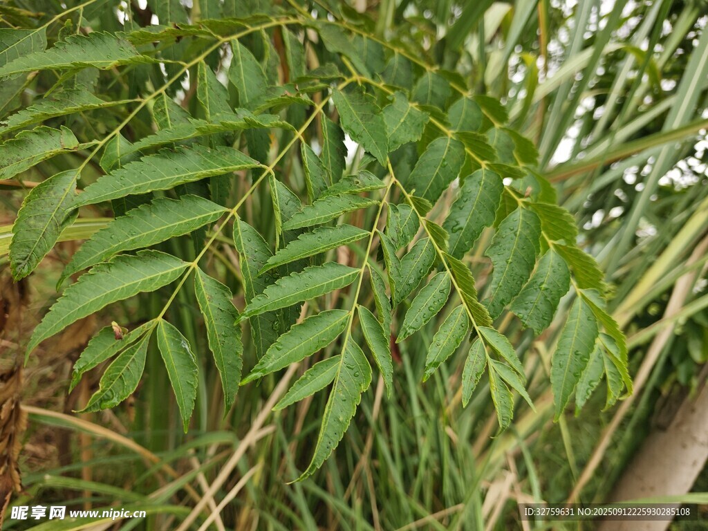 翠綠羽狀葉片植物特寫