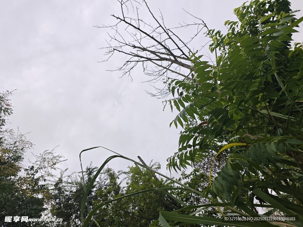 狂風(fēng)后的樹木景象