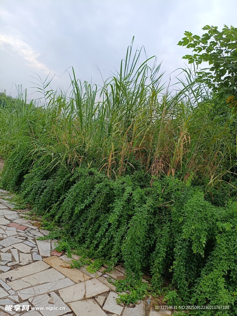 石徑旁的繁茂綠植