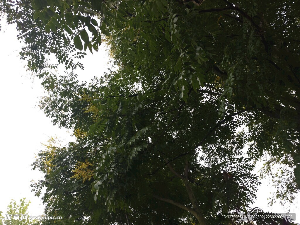 仰視繁茂綠樹樹冠