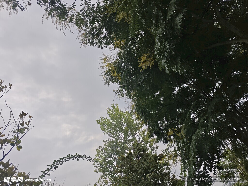 仰視綠樹與天空景象