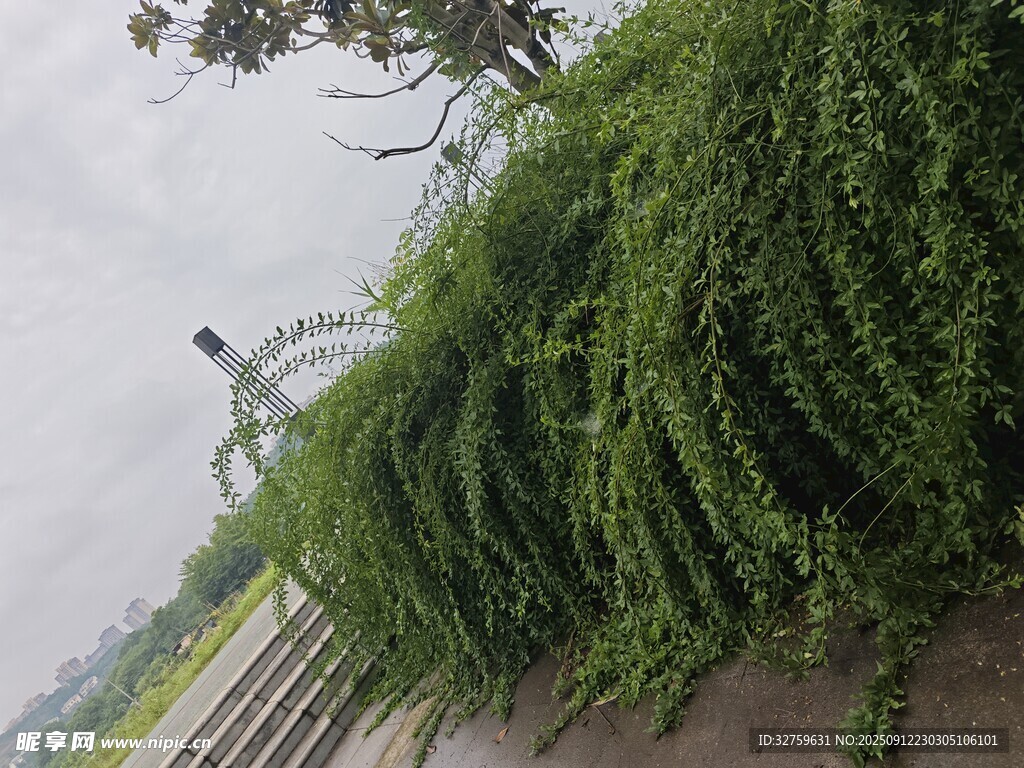 垂掛綠植