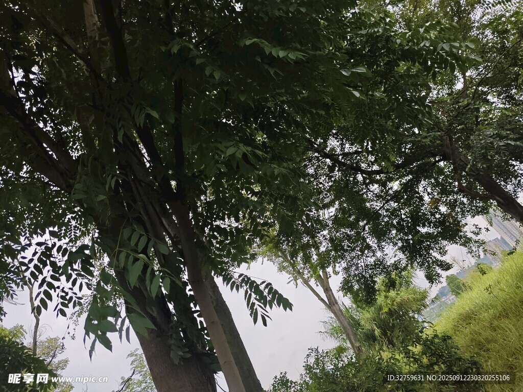 繁茂樹木下的自然景致