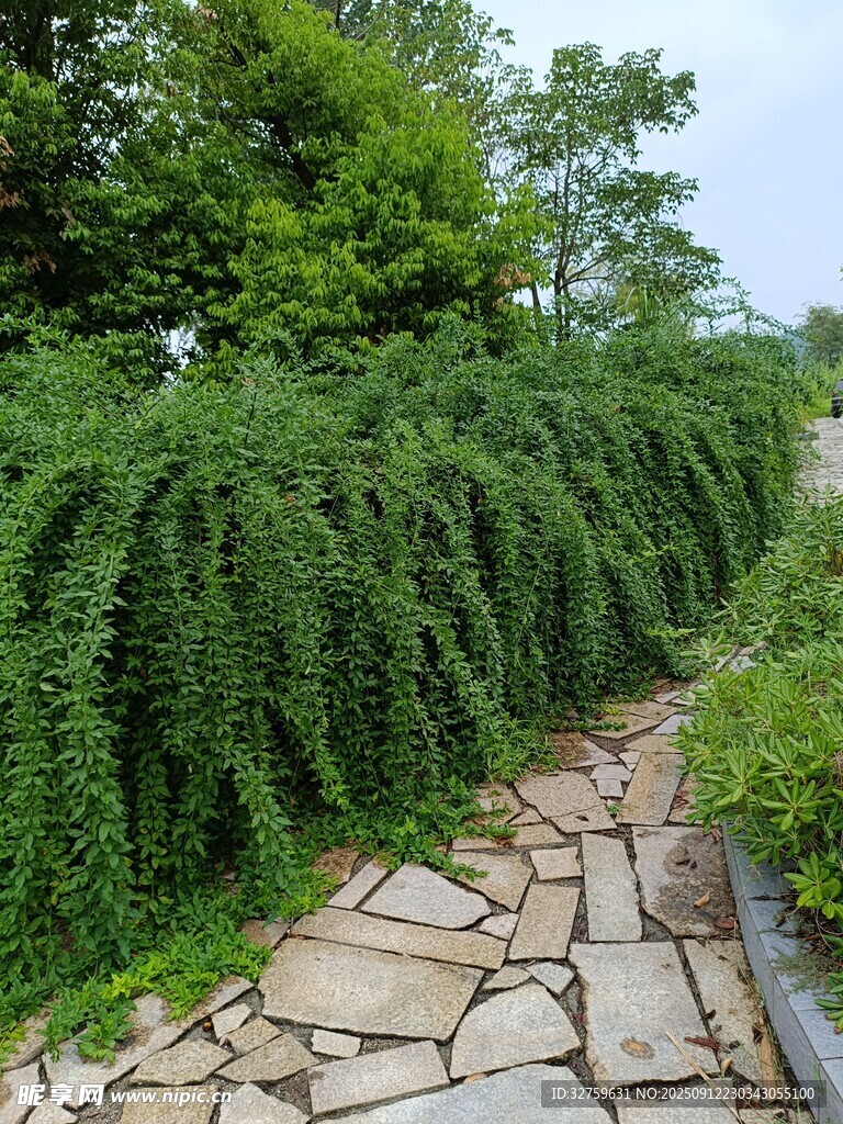 石徑通幽處的綠植景觀