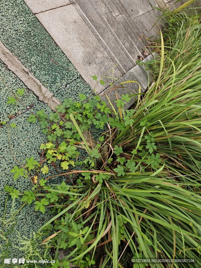 路邊生長的繁茂綠色植物