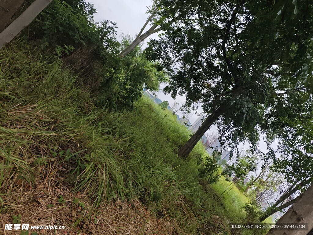 戶外綠意盎然的自然場景