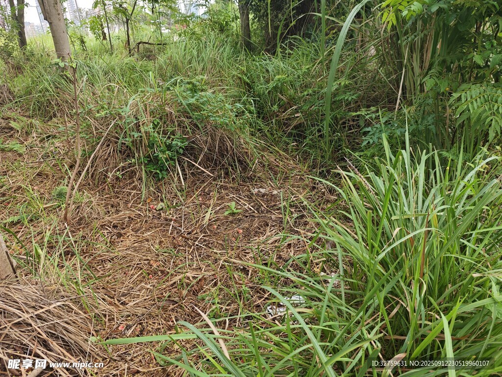 野外茂密植被與土地場景