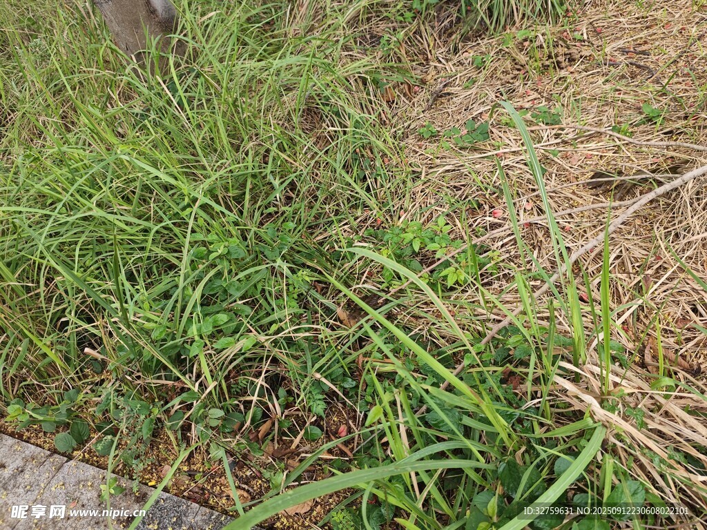 地面上的茂盛青草
