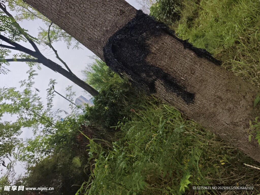 戶外騎行者穿行于草木間