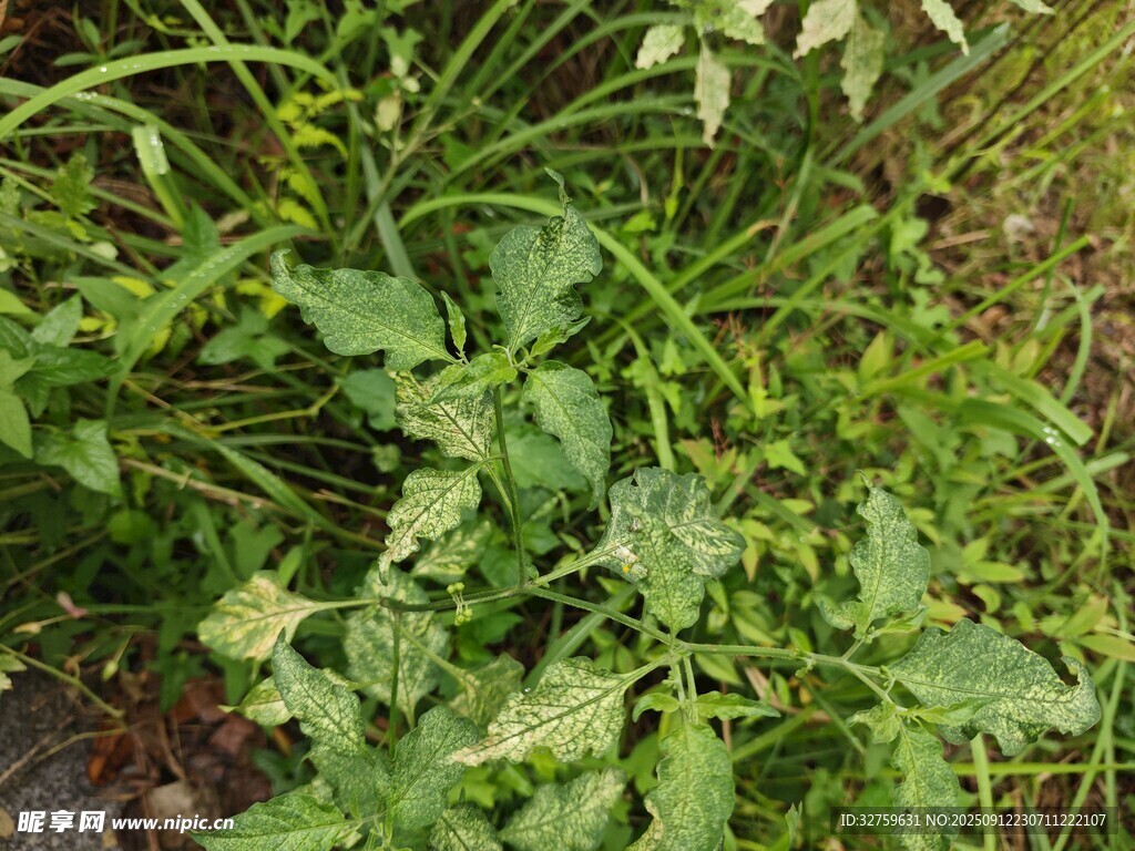 野外生長(zhǎng)的綠色植物