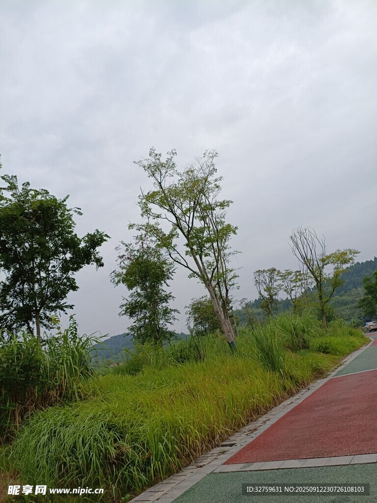路邊綠意盎然的自然景致