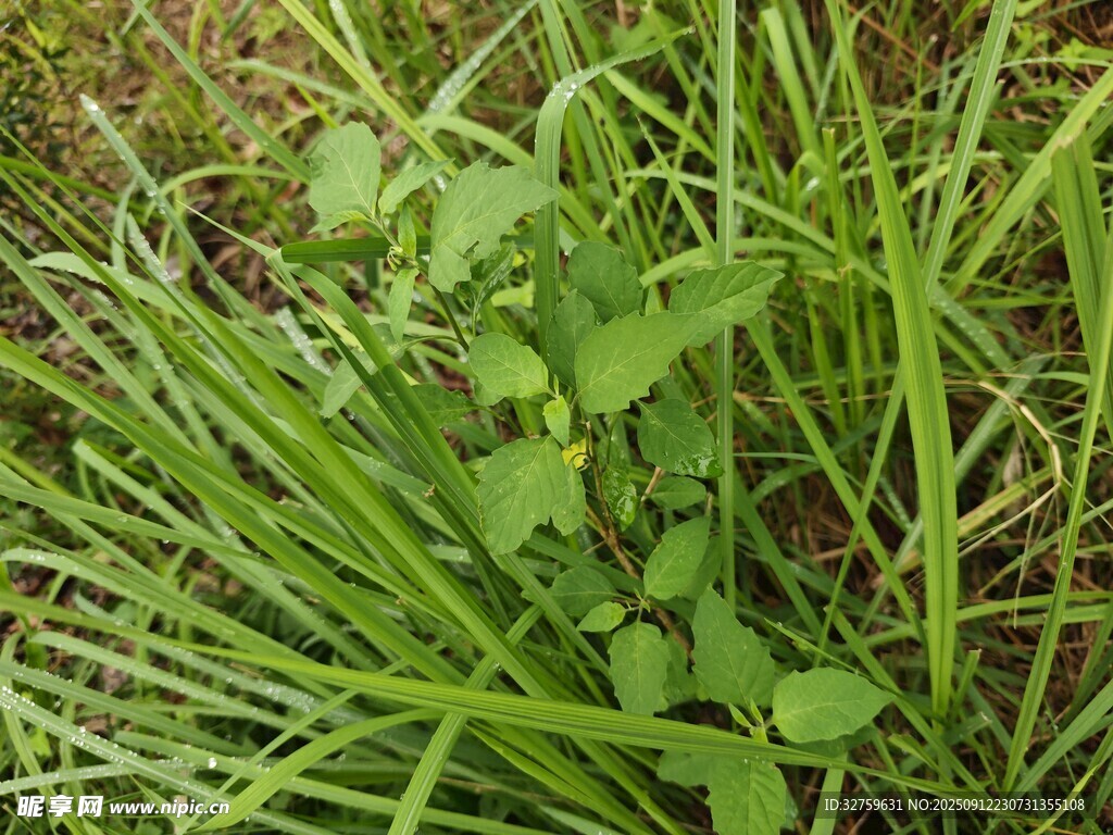 嫩綠草叢中的清新植物