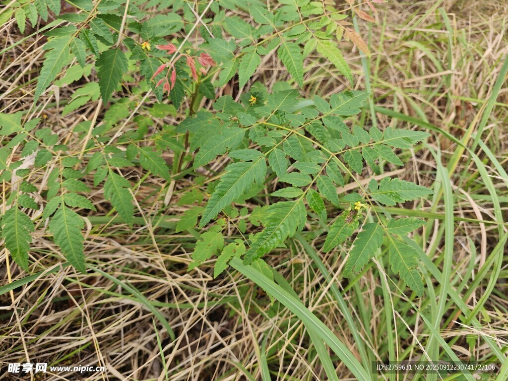 野外生長的綠色植物