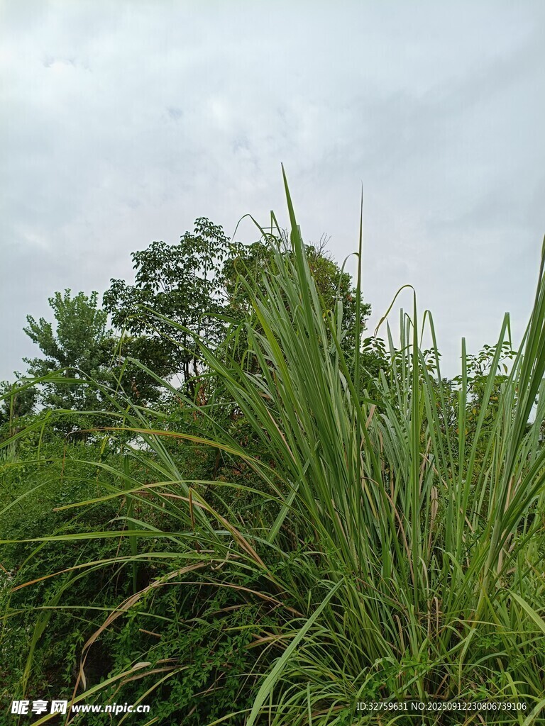 野外茂盛的綠色草叢