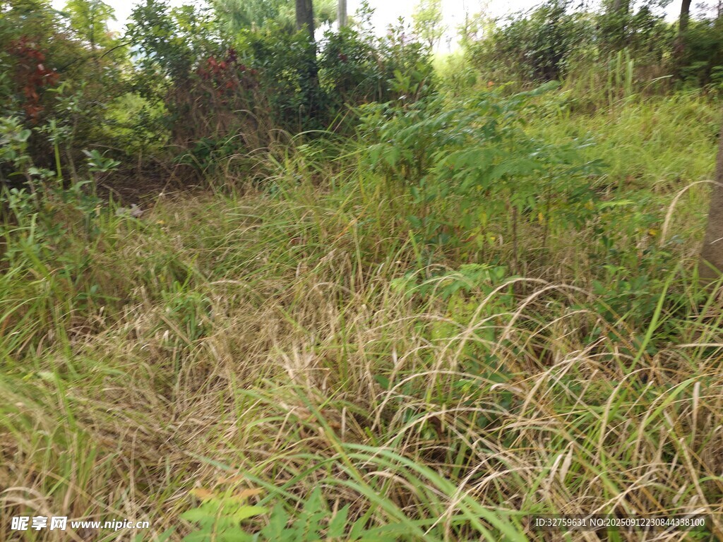 野外茂密草地景象