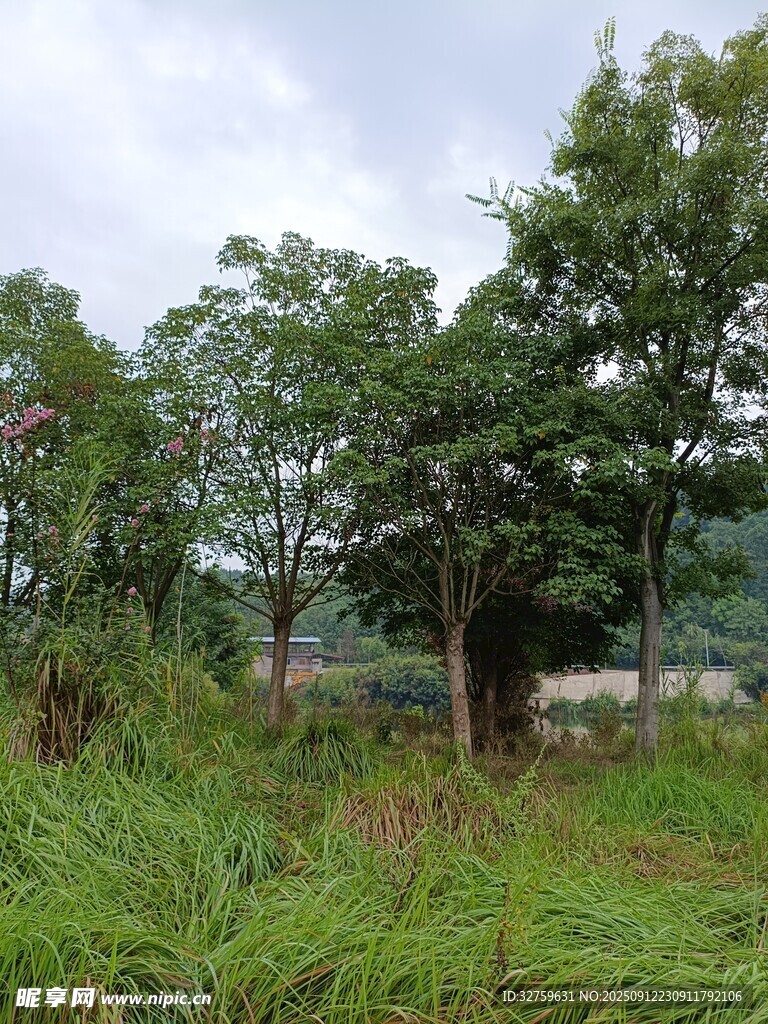 野外綠意盎然的樹林草地