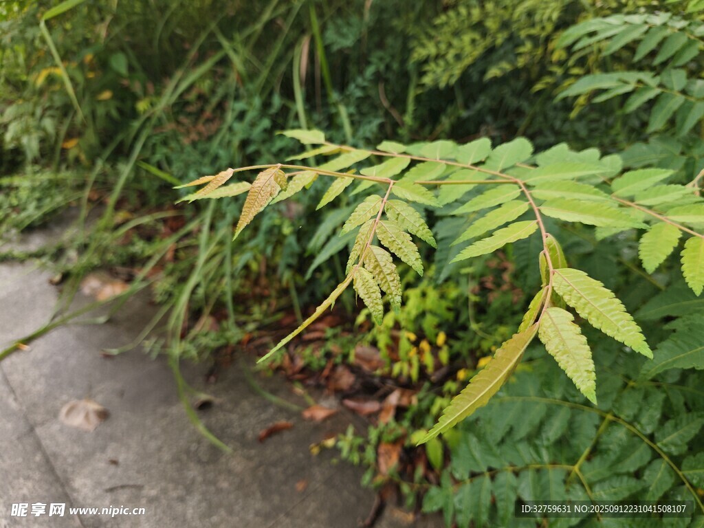 路邊翠綠的羽狀復葉植物