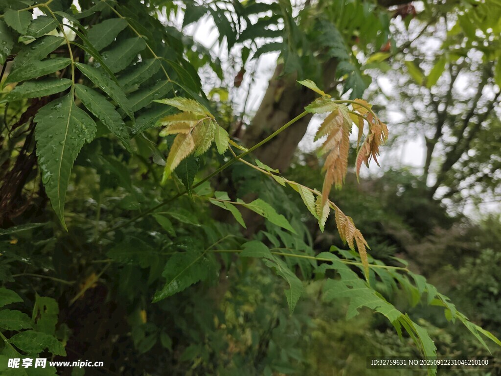 繁茂綠植中的蕨類植物