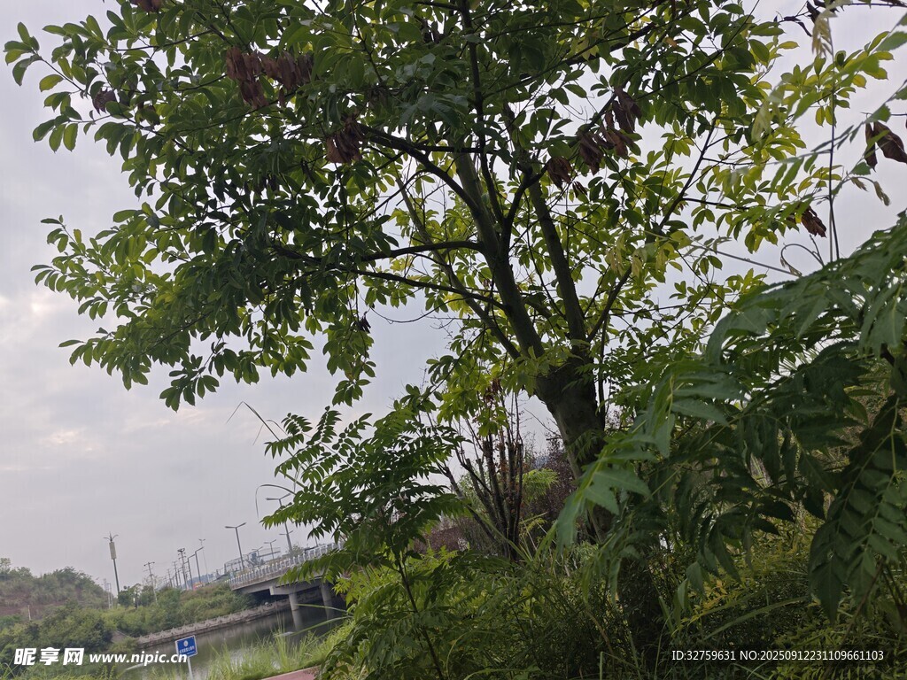 戶外繁茂綠樹風(fēng)景圖