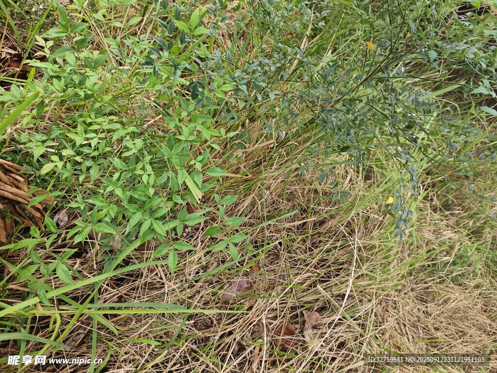 野外繁茂的綠色植物景觀