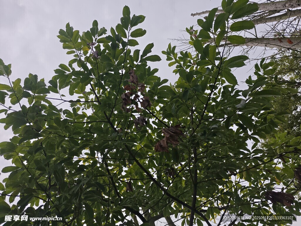 枝葉繁茂的綠樹