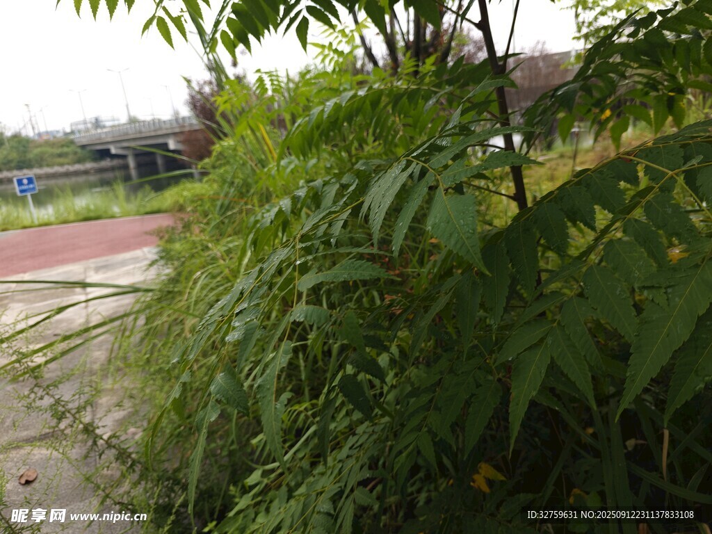 路邊繁茂綠植景觀