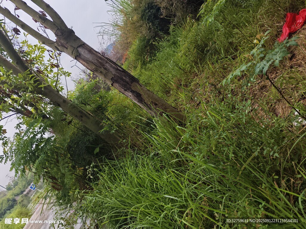 路邊繁茂綠植與鮮艷花朵