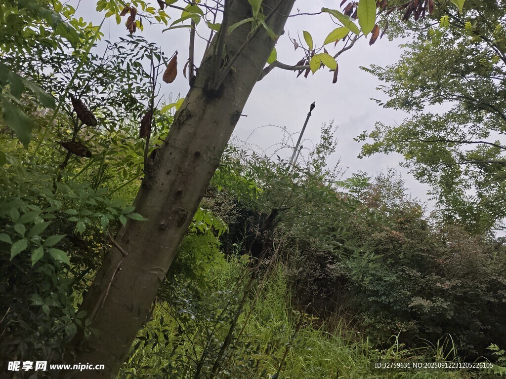 山林間的繁茂樹木與植被