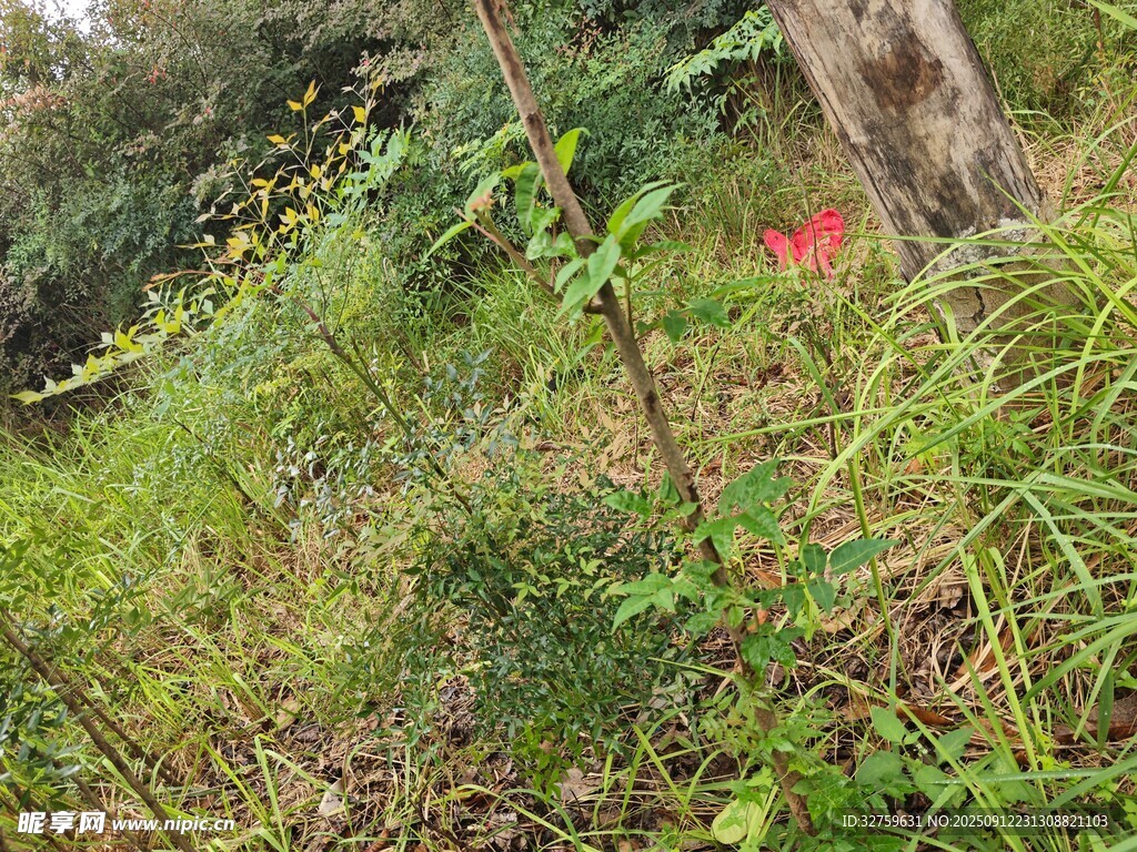 野外繁茂綠植與樹(shù)木景象