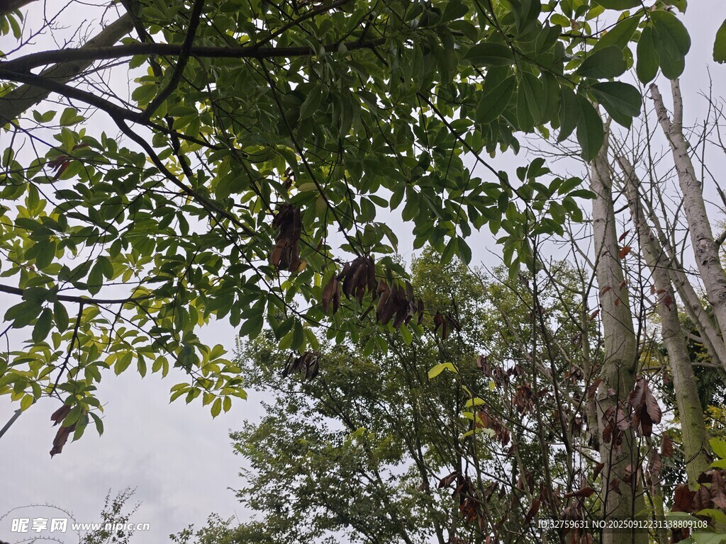 枝葉繁茂的林間景象