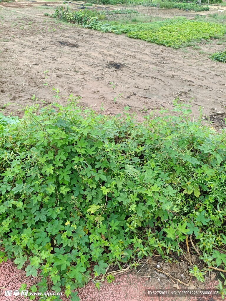 田野邊的翠綠植物