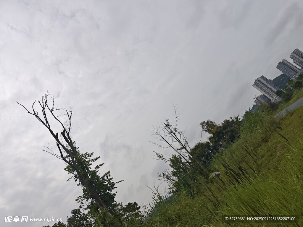 荒野枯樹與遠(yuǎn)處建筑