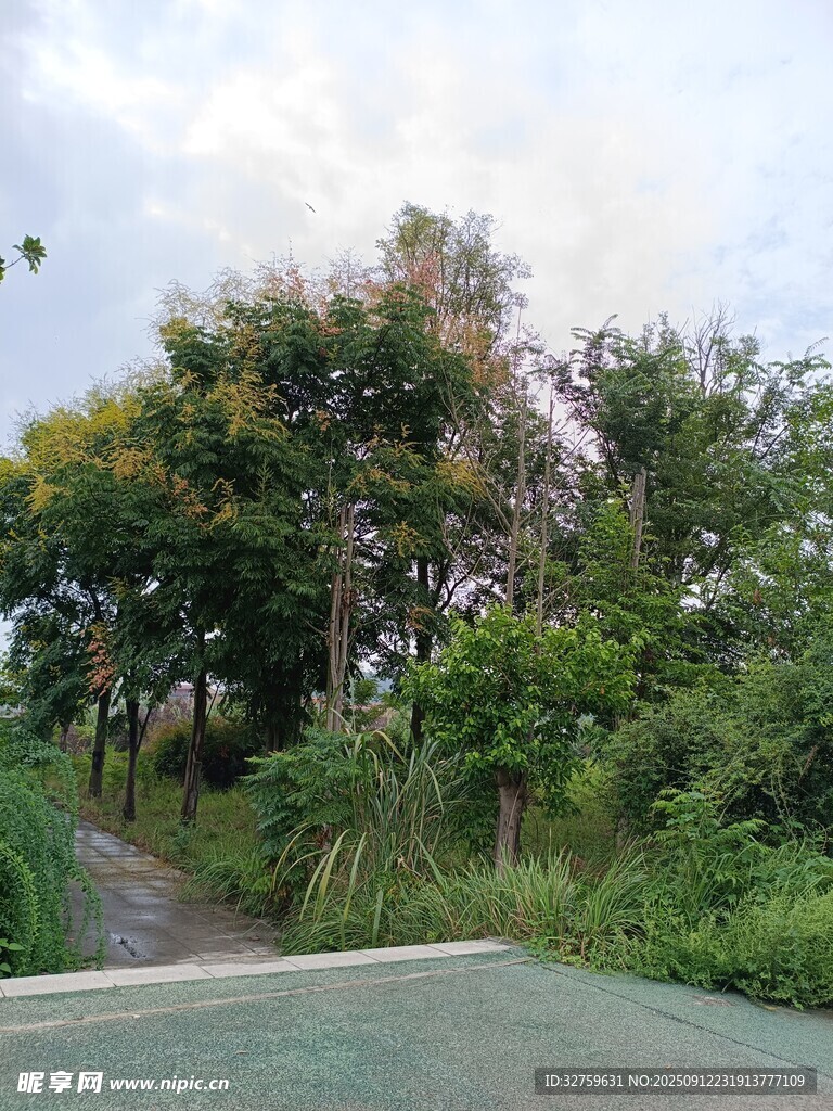 鄉(xiāng)村綠意盎然的小路景觀