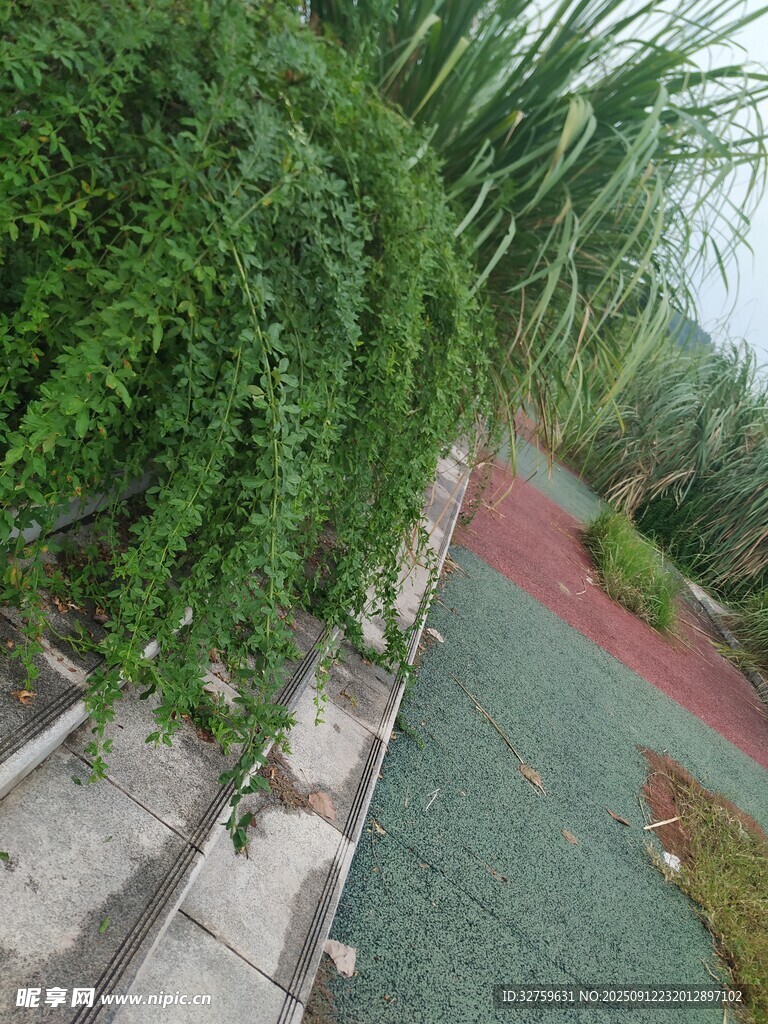 墻邊翠綠藤蔓景觀