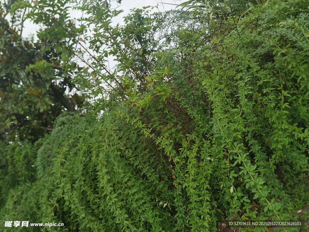 翠綠藤蔓覆蓋茂密植物