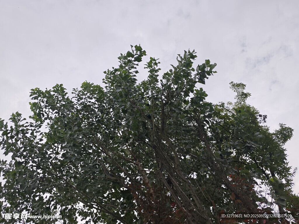 樹(shù)冠與天空