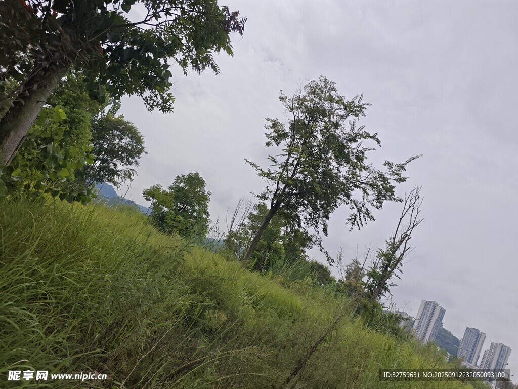 城市邊的草地與樹(shù)木景觀