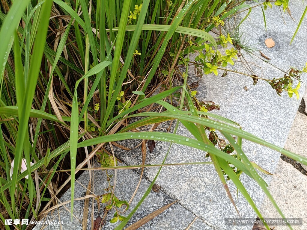 路邊草叢中的綠植景觀
