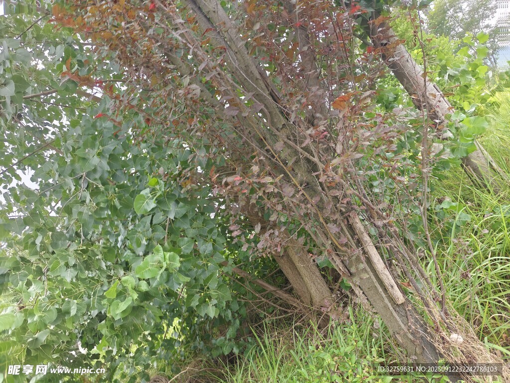 茂密樹林中的多彩樹木