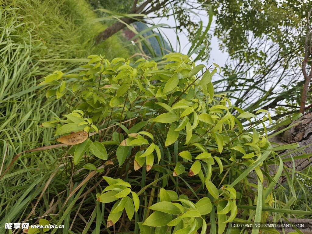 翠綠植物叢中的生機景象