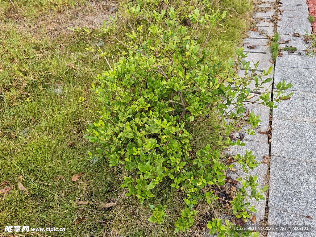路邊翠綠繁茂的叢生植物
