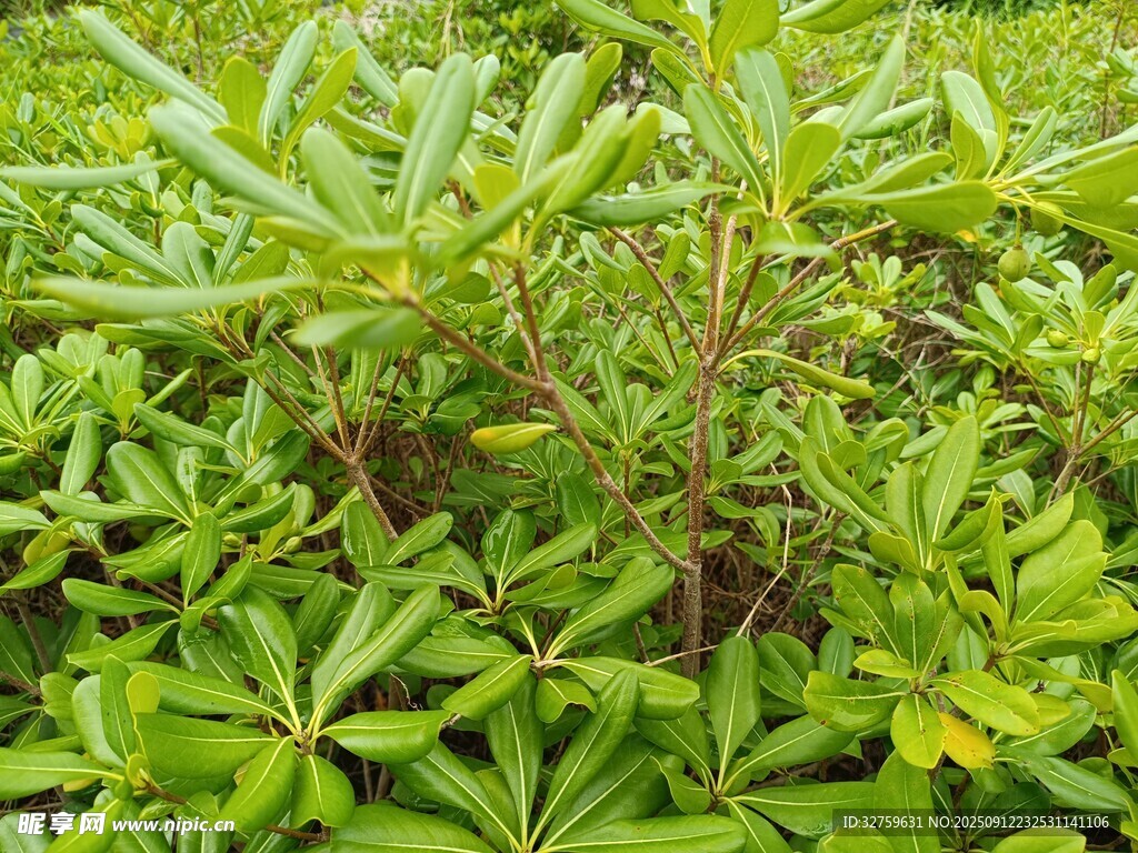 綠葉繁茂的植物景象