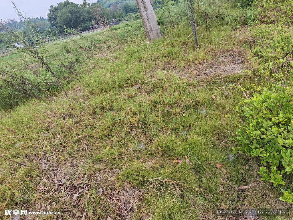 野外草地景觀