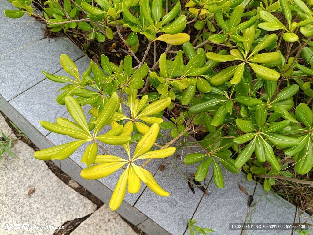 石板邊的嫩綠植物
