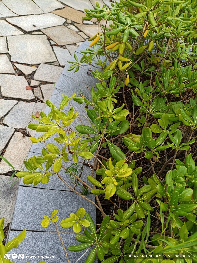 石板旁的翠綠植物