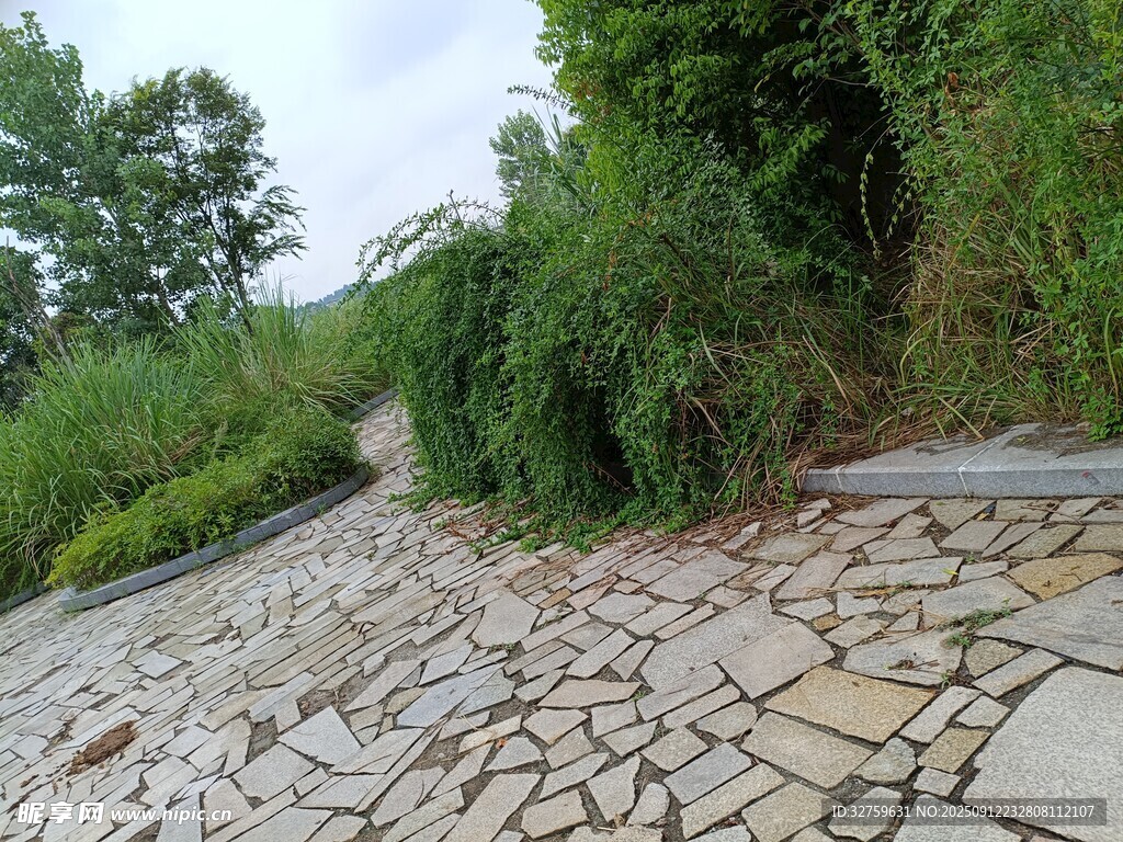 石板小徑旁的蔥郁綠植