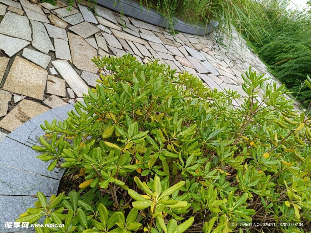 石縫間的翠綠植物