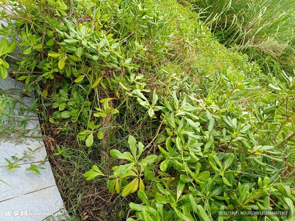 路邊繁茂綠植景觀